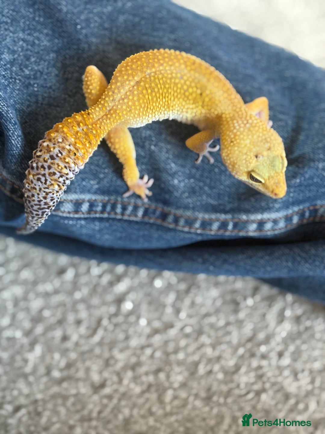 Leopard Gecko reptiles for sale: Female Leopard Geckos x 2 - Image 4