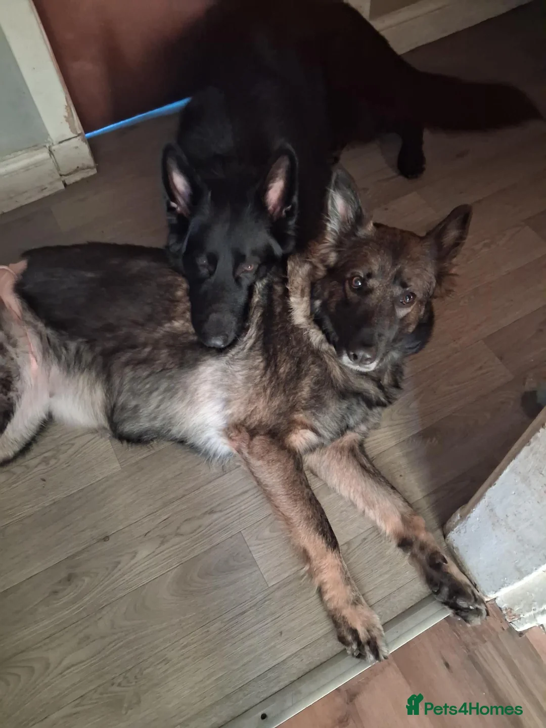 German Shepherd dogs for stud: Black Kc Registered German Shepherd  - Advert 3