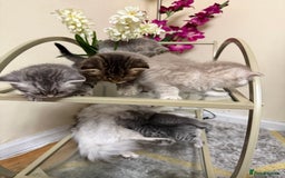 Persian cats for sale: 6 Beautiful Persians.  - Image 8