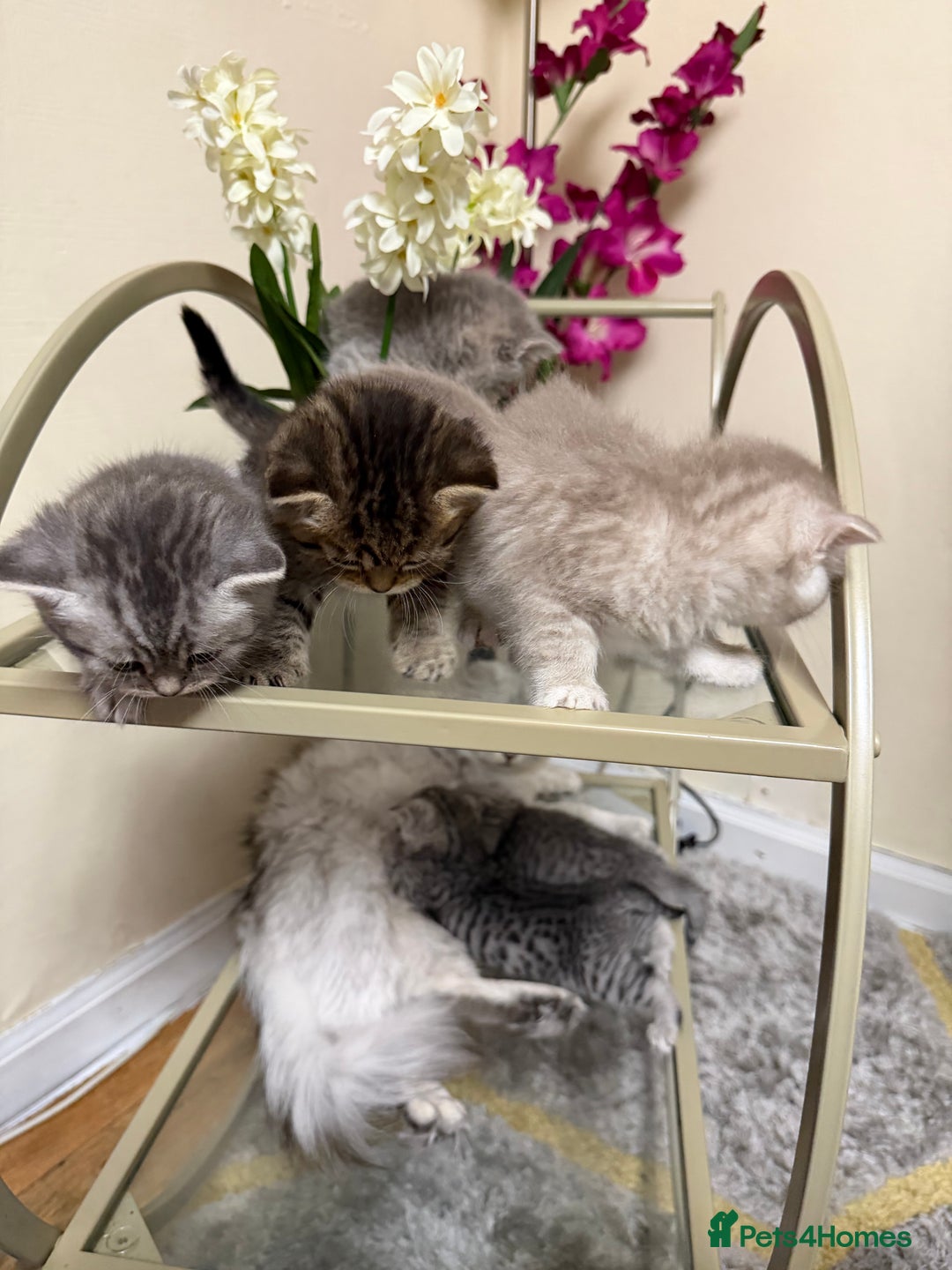 Persian cats for sale: 6 Beautiful Persians.  - Image 8