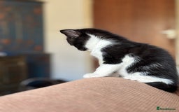 Maine Coon cats for sale: Twin Tuxedo Maine coon x BSH kitten girls - Image 8