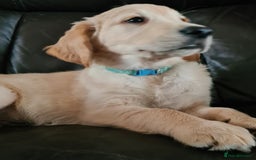 Golden Retriever dogs for sale: Golden Retriever puppies ready to leave us now - Image 2