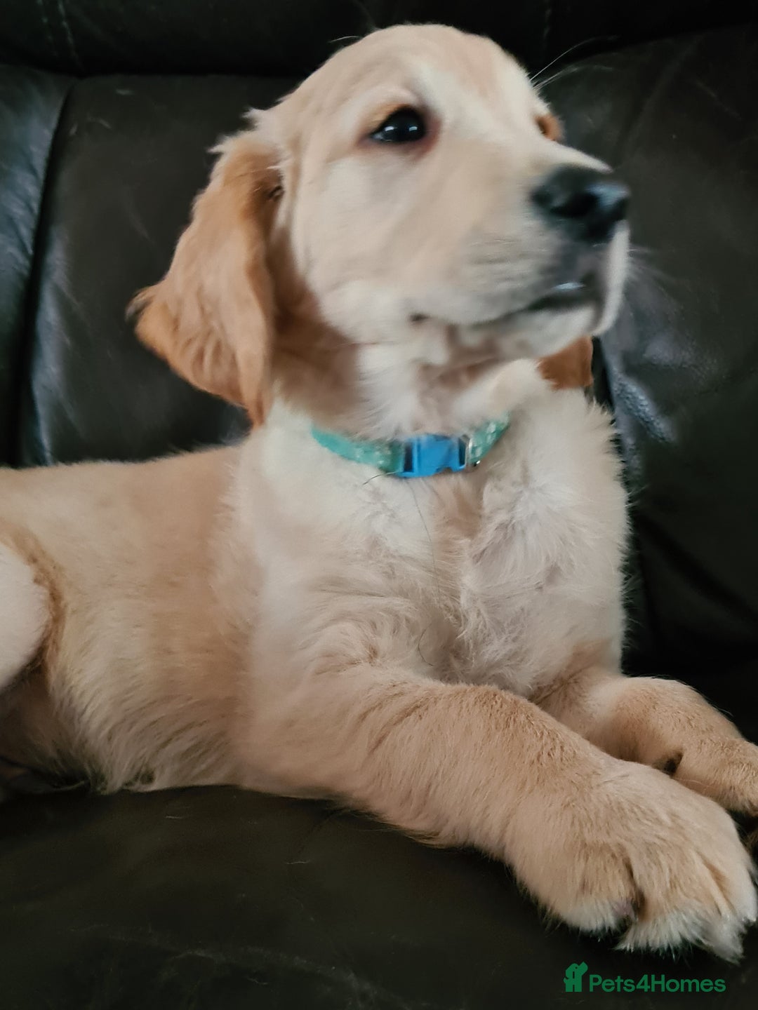 Golden Retriever dogs for sale: Golden Retriever puppies ready to leave us now - Image 2