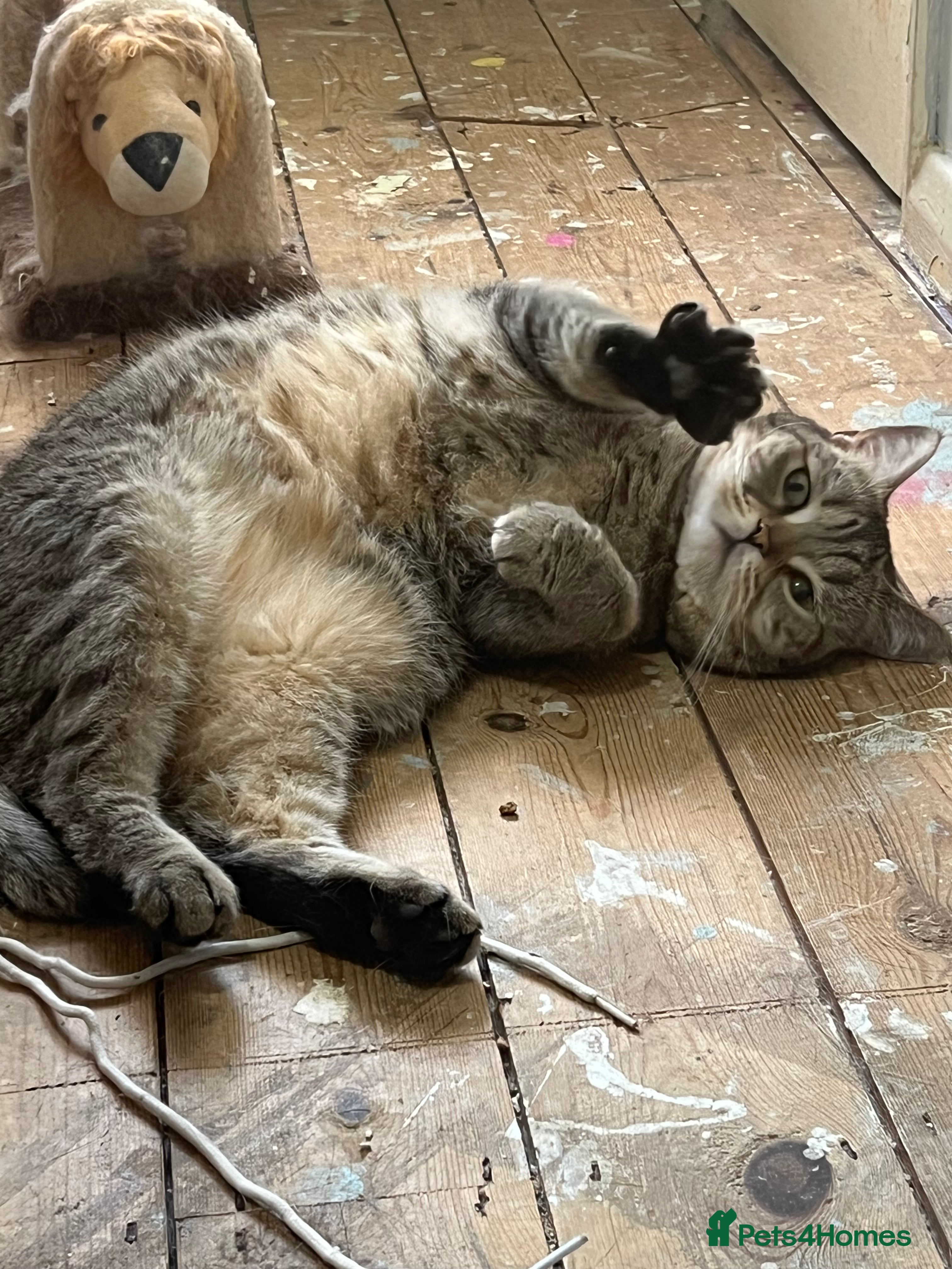 Scottish Fold cats Most loving Scottish Straight needs loving home - Advert 3