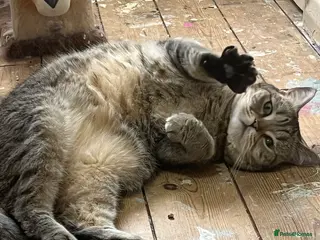 Scottish Fold cats Most loving Scottish Straight needs loving home - Advert 3