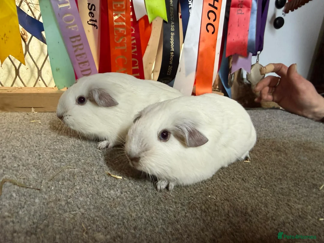 Guinea Pig rodents for sale: 2 x Chocolate point white Californian sows - Advert 10