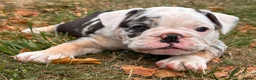 Olde English Bulldogge dogs for sale: 🐾2 Olde English bulldog puppies left 🐾 - Advert 4