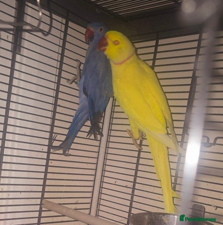 Parakeets birds Bonded pair of gorgeous ringnecks - Advert 13