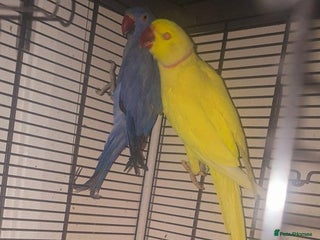 Parakeets birds Bonded pair of gorgeous ringnecks - Advert 12