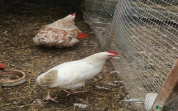 Chickens poultry for sale: Chickens - Advert 5