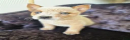 Australian Cattle Dog dogs for sale: 6 Stunning KC Australian cattle dog puppies  - Advert 10