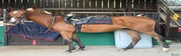 English Thoroughbred horses for sale: Annie - Sweet young filly  - Advert 1