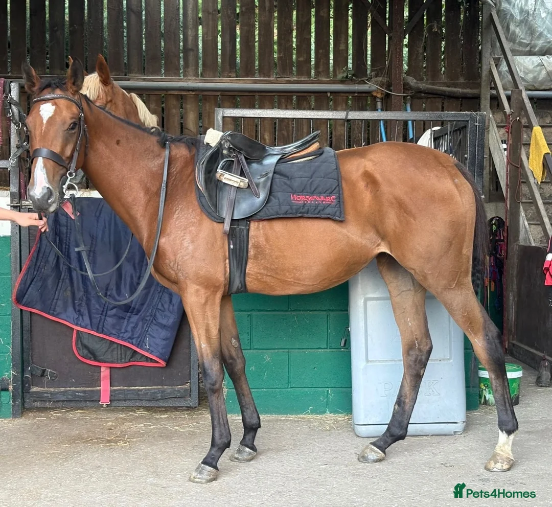 English Thoroughbred horses for sale: Annie - Sweet young filly  - Advert 1