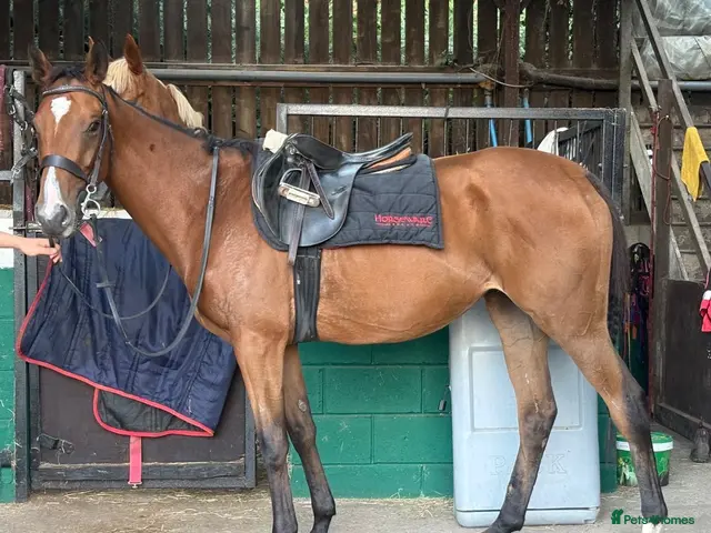 English Thoroughbred horses Annie - Sweet young filly - Advert 1