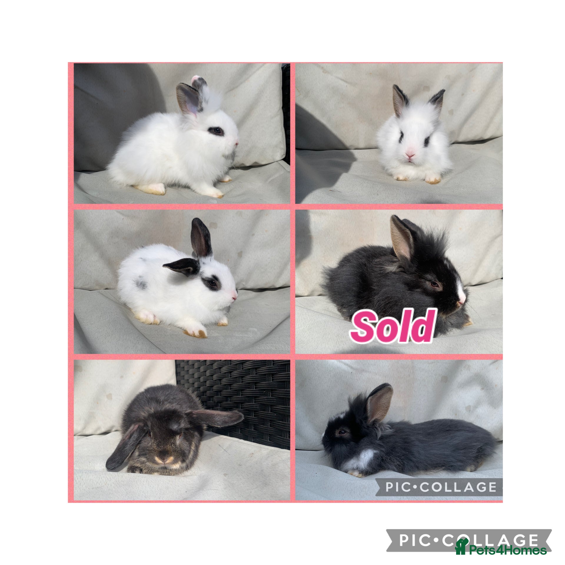 Mixed Breed rabbits Mini lion lops  - Advert 15