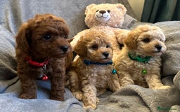 Maltipoo dogs for sale: 🐶 3 Gorgeous Toy Maltipoo F1b Puppies for sale🐶  - Image 13