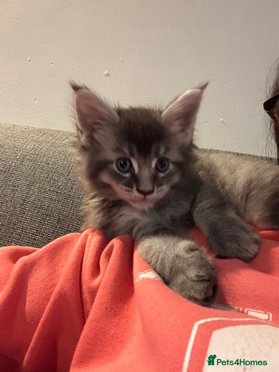 Maine Coon cats for sale: Maine Coon kittens polydactyl/non polydactyl  - Advert 11