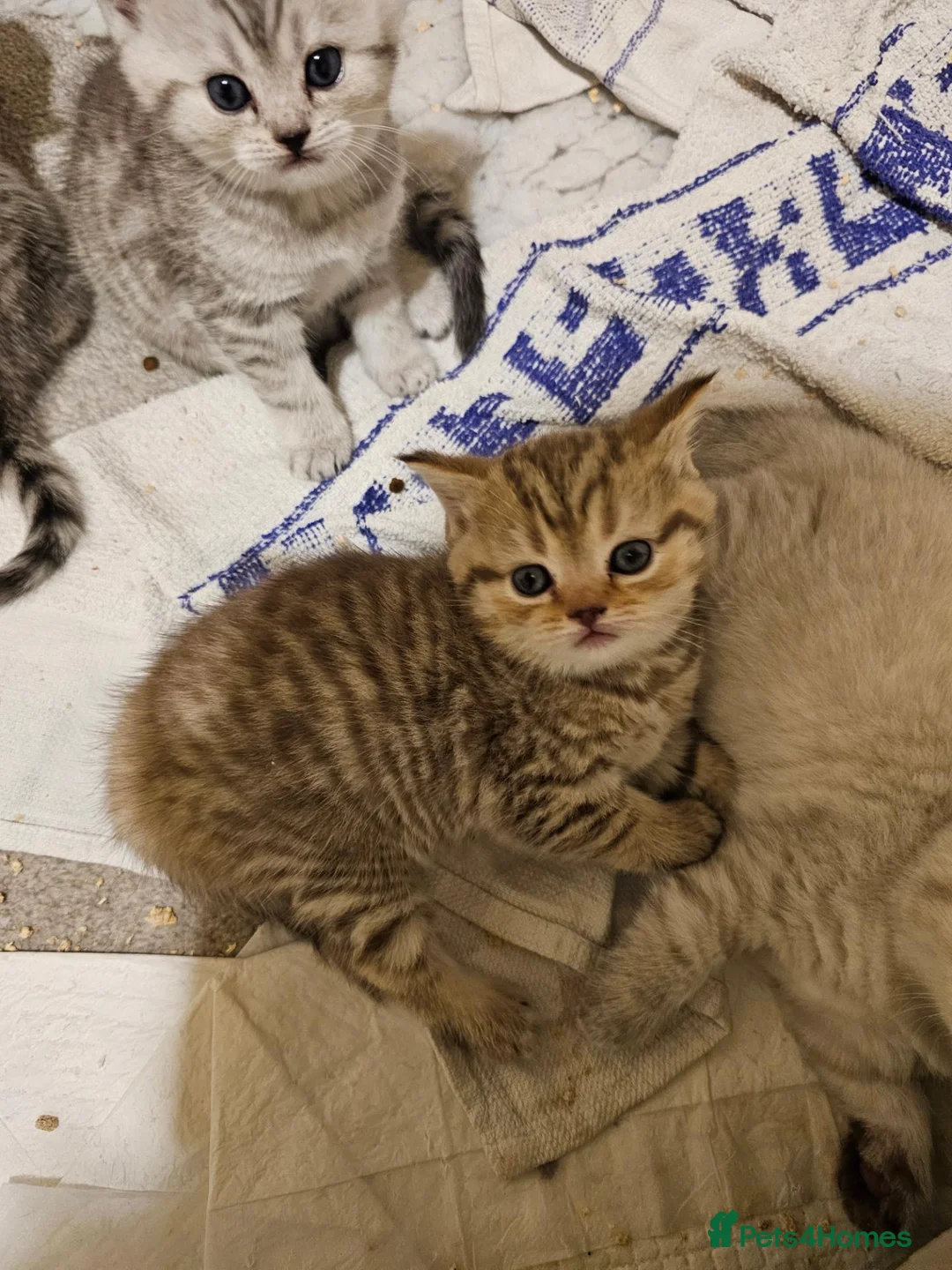 British Shorthair cats for sale: Black silver british shorthair kittens - Advert 7