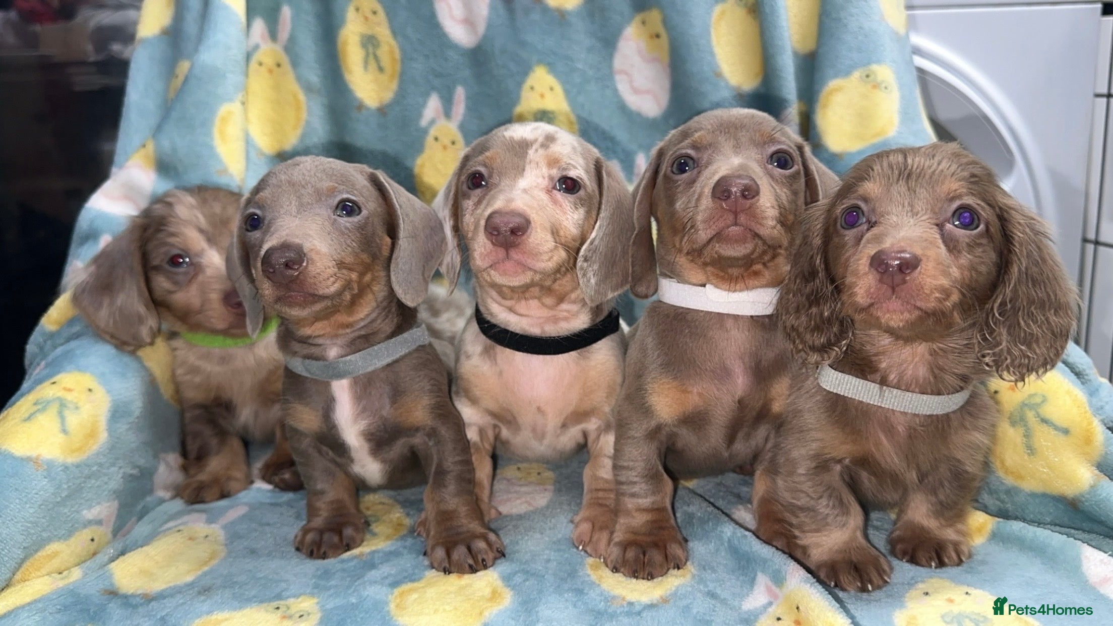 Miniature Dachshund dogs Miniature dashaund puppy’s available now  - Advert 18