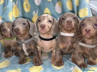 Miniature Dachshund dogs Miniature dashaund puppy’s available now - Advert 18