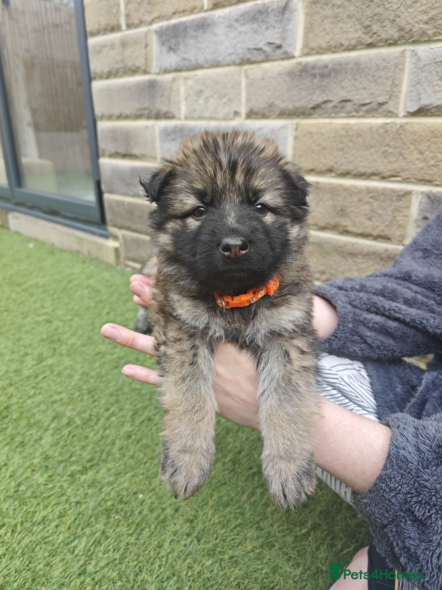 German Shepherd dogs for sale: 3 Purebred Pups XL Long-Hair GSD Girl Puppies - Advert 27
