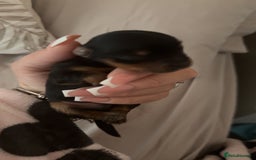 Yorkshire Terrier dogs for sale: Yorkshire Terrier Puppies  - Advert 25