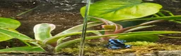 Frog reptiles for sale: Blue/black auratus x9 - Advert 4