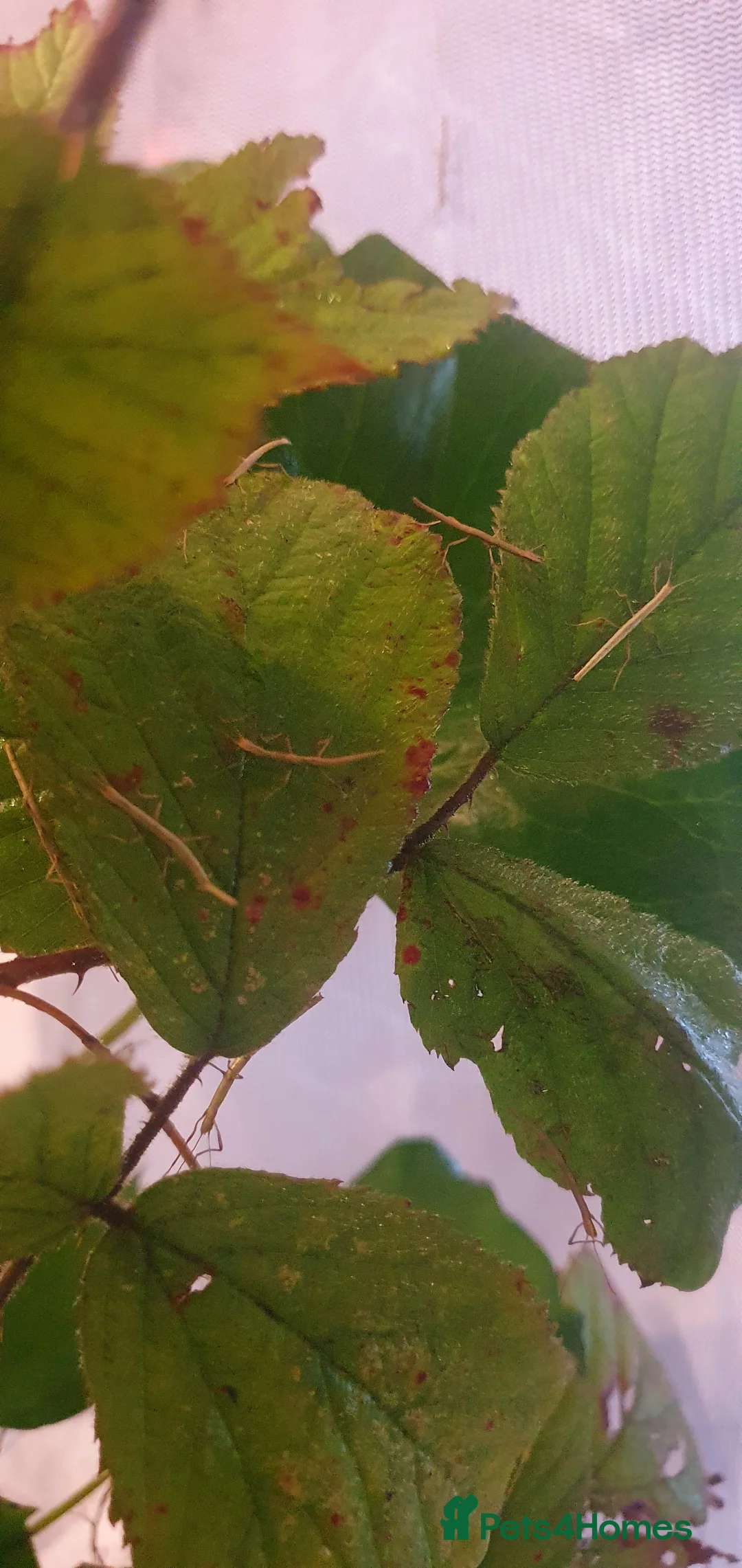 Stick Insects invertebrates for sale: 10x Indian stick insect nymphs  - Advert 3