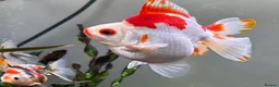 Fancy Goldfish fish for sale: Ryukin fry for sale  - Advert 6