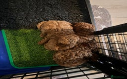 Toy Poodle dogs for sale: Perfect red toy poodle girl needs forever family - Image 9