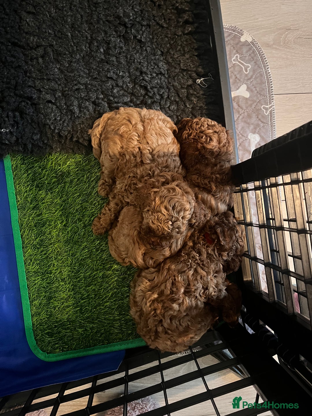 Toy Poodle dogs for sale: Perfect red toy poodle girl needs forever family - Image 9