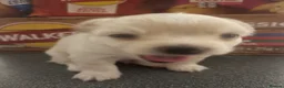 Chihuahua dogs for sale: White long hair Apple head chihuahua  - Advert 10