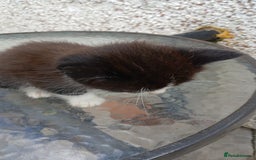 Mixed Breed cats for sale: Fluffy kittens - Image 8