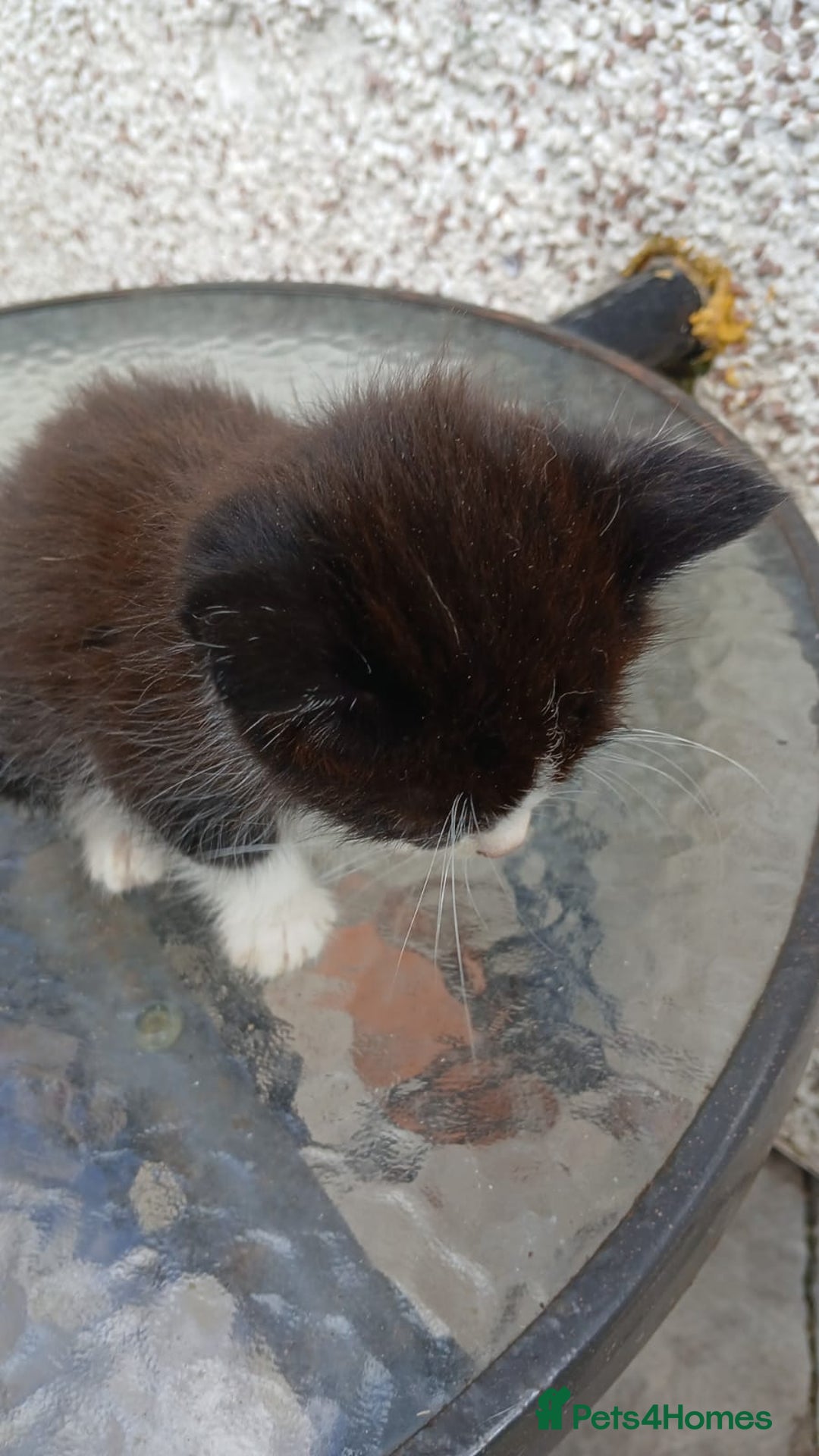 Mixed Breed cats for sale: Fluffy kittens - Image 8