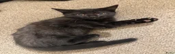 Mixed Breed cats for sale: Cats for sale  - Advert 3