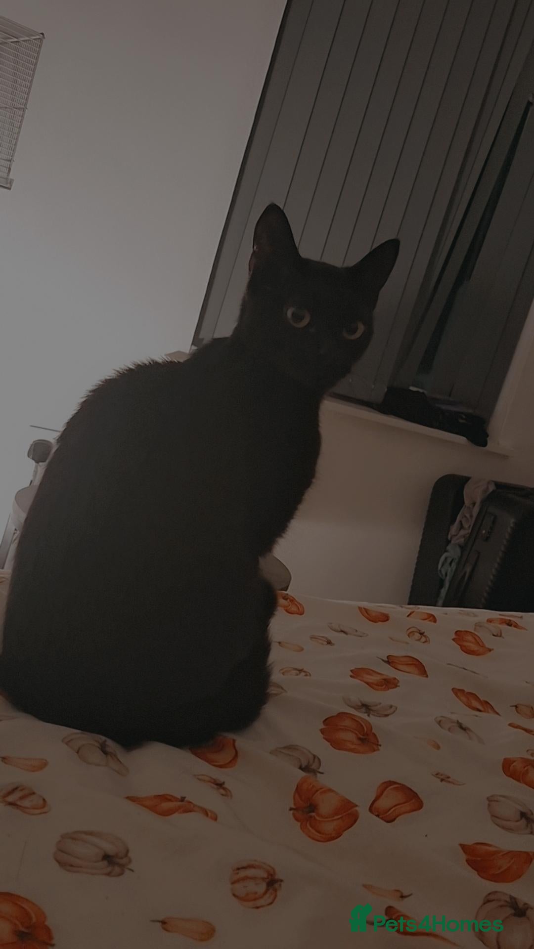 Mixed Breed cats Trixie 1 year old Female Cat Ready to leave now. - Advert 1