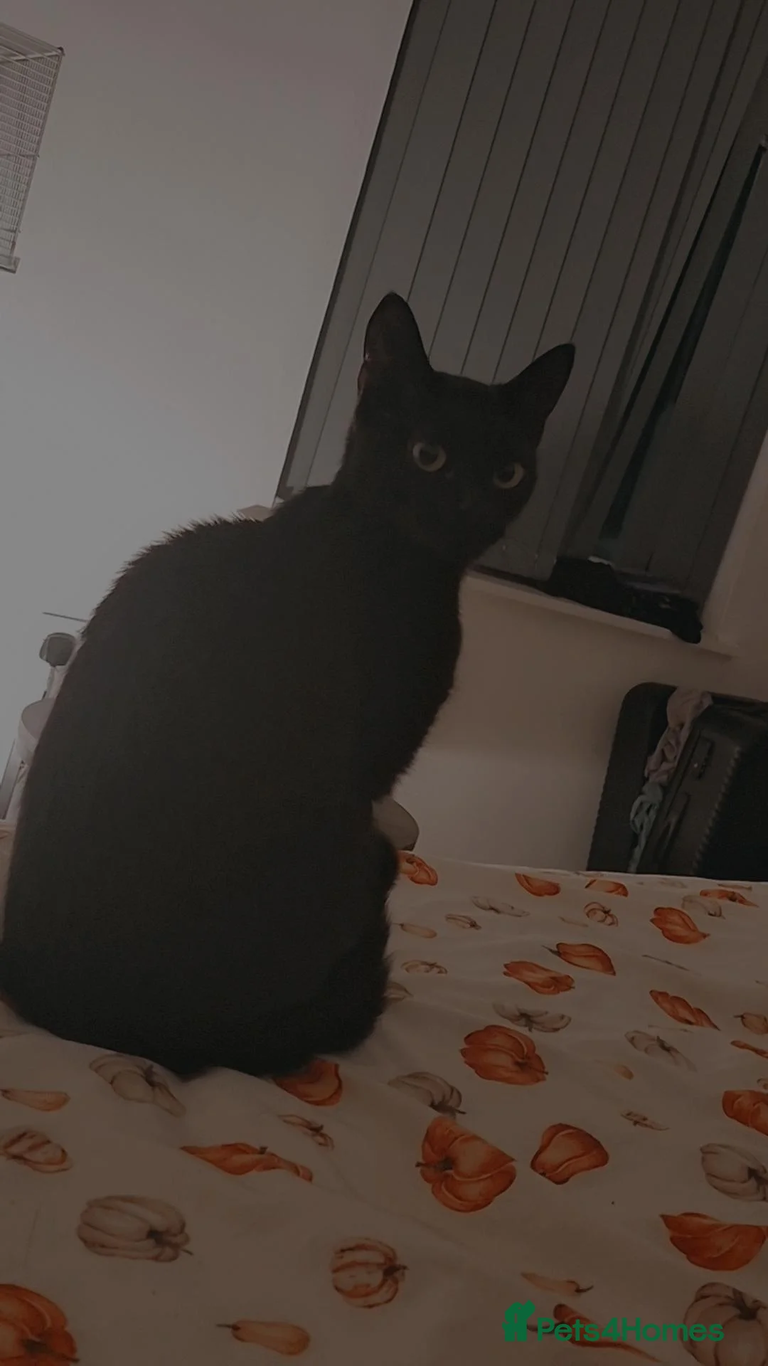 Mixed Breed cats for sale: Trixie 1 year old Female Cat Ready to leave now. in Manchester - Advert 1