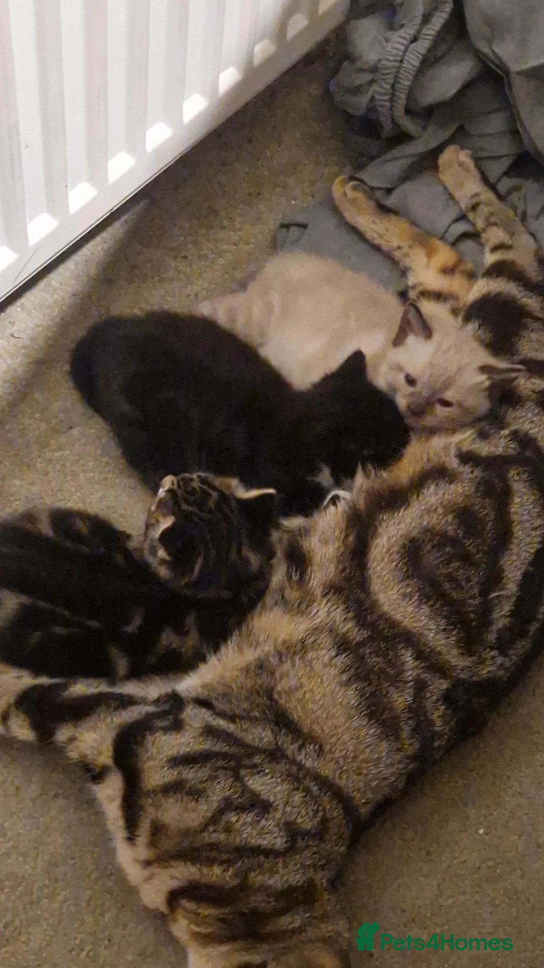 Mixed Breed cats for sale: Mixed breed kittens for sale - Advert 2