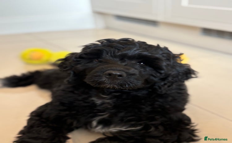 Portuguese Water Dog dogs - Advert 1