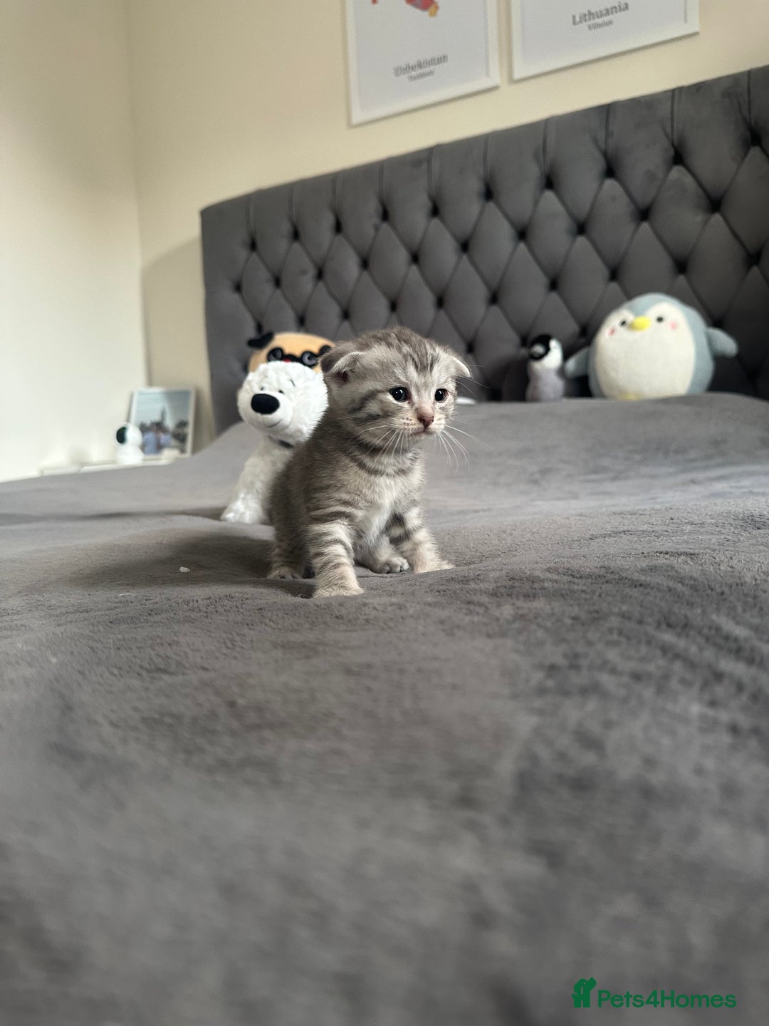 Scottish Fold cats for sale: Adorable playful scottish fold kittens  - Image 7