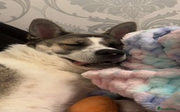 Akita dogs for sale: Rehoming Daisy Open To Offers  in Belvedere - Image 4
