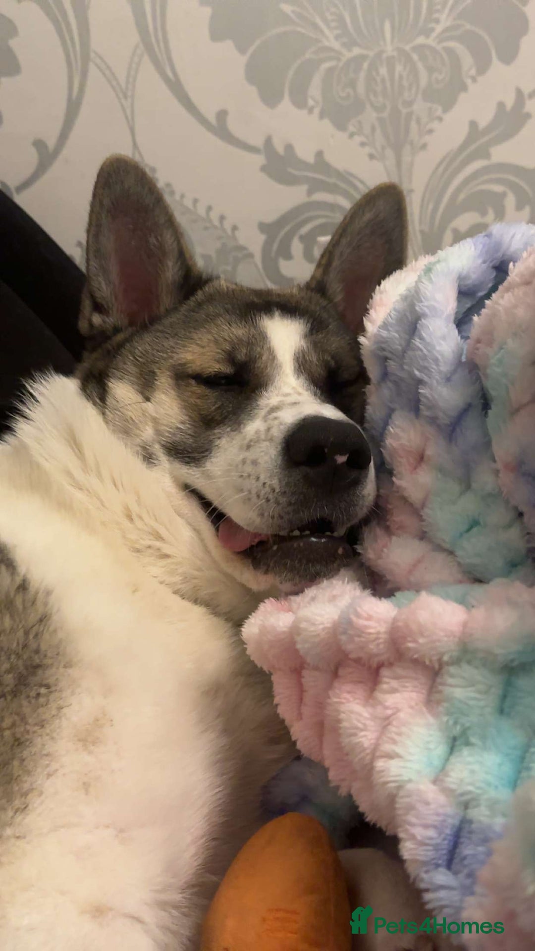 Akita dogs for sale: Rehoming Daisy Open To Offers  in Belvedere - Image 4