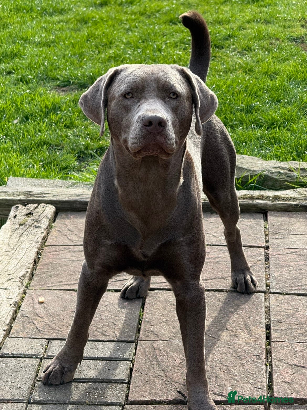 Mixed Breed dogs Silver Labrador Retriever X Cane Corso up for Stud - Advert 17