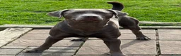 Mixed Breed dogs for stud: Silver Labrador Retriever X Cane Corso up for Stud - Advert 1