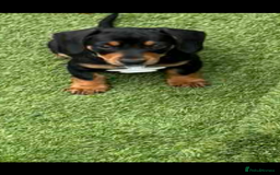 Miniature Dachshund dogs for sale: Just 2 boys left KC reg Miniature Dachshunds  - Image 1