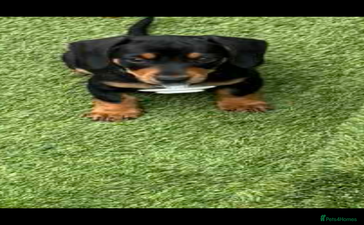 Miniature Dachshund dogs - Advert 8