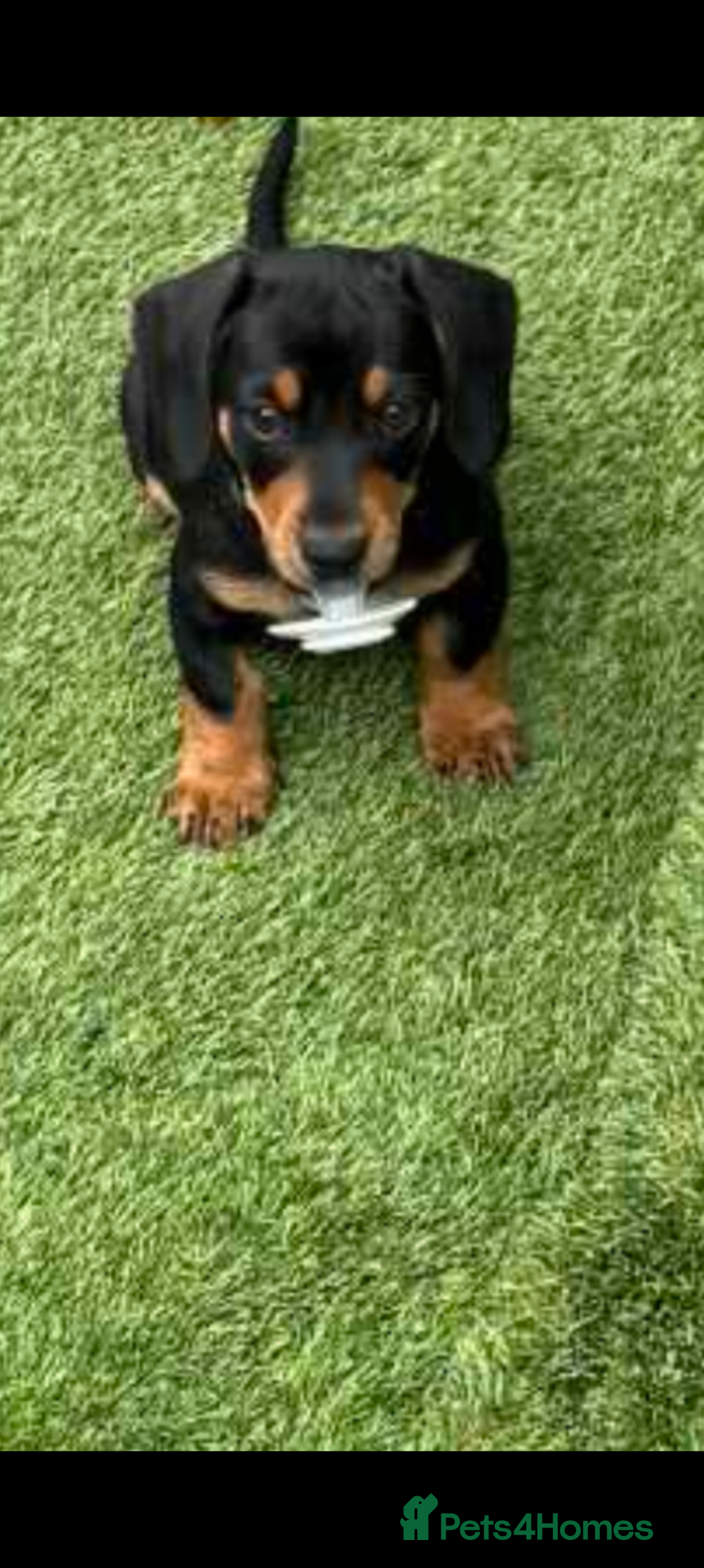 Miniature Dachshund dogs for sale: Just 2 boys left KC reg Miniature Dachshunds  - Image 1