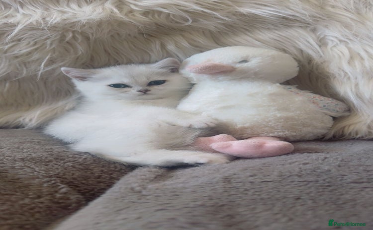 British Shorthair cats - Advert 1