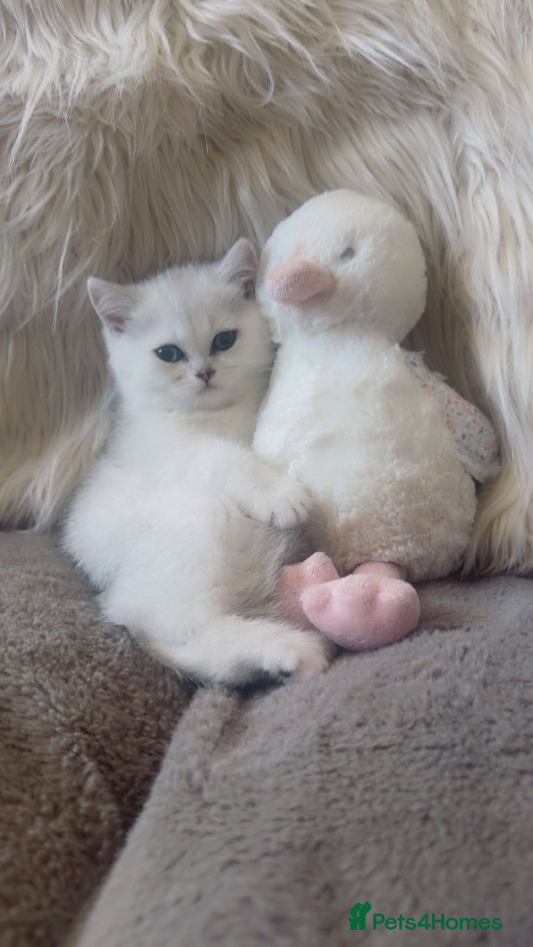 British Shorthair cats for sale: Beautiful Pure British shorthair kittens - Image 1