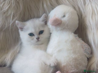 British Shorthair cats - Advert 9